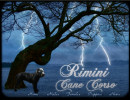 Rimini Cane Corso