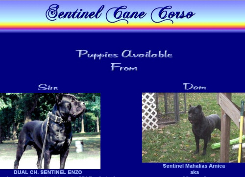 Sentinel Cane Corso
