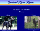 Sentinel Cane Corso
