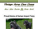 Vintage Cane Corso