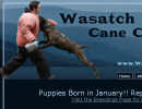 Cane Corso Breeder Utah
